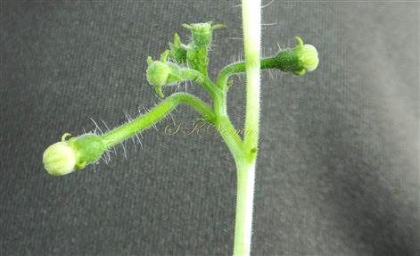  Male floral buds